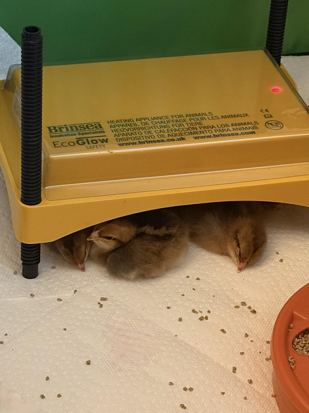 Brinsea Ecoglow Safety 600 Brooder Plate for up to 20 Chicks - Energy Efficient 12 Watt Heat Plate for Ducklings and Poultry - Adjustable Low Voltage Design customer photo 1