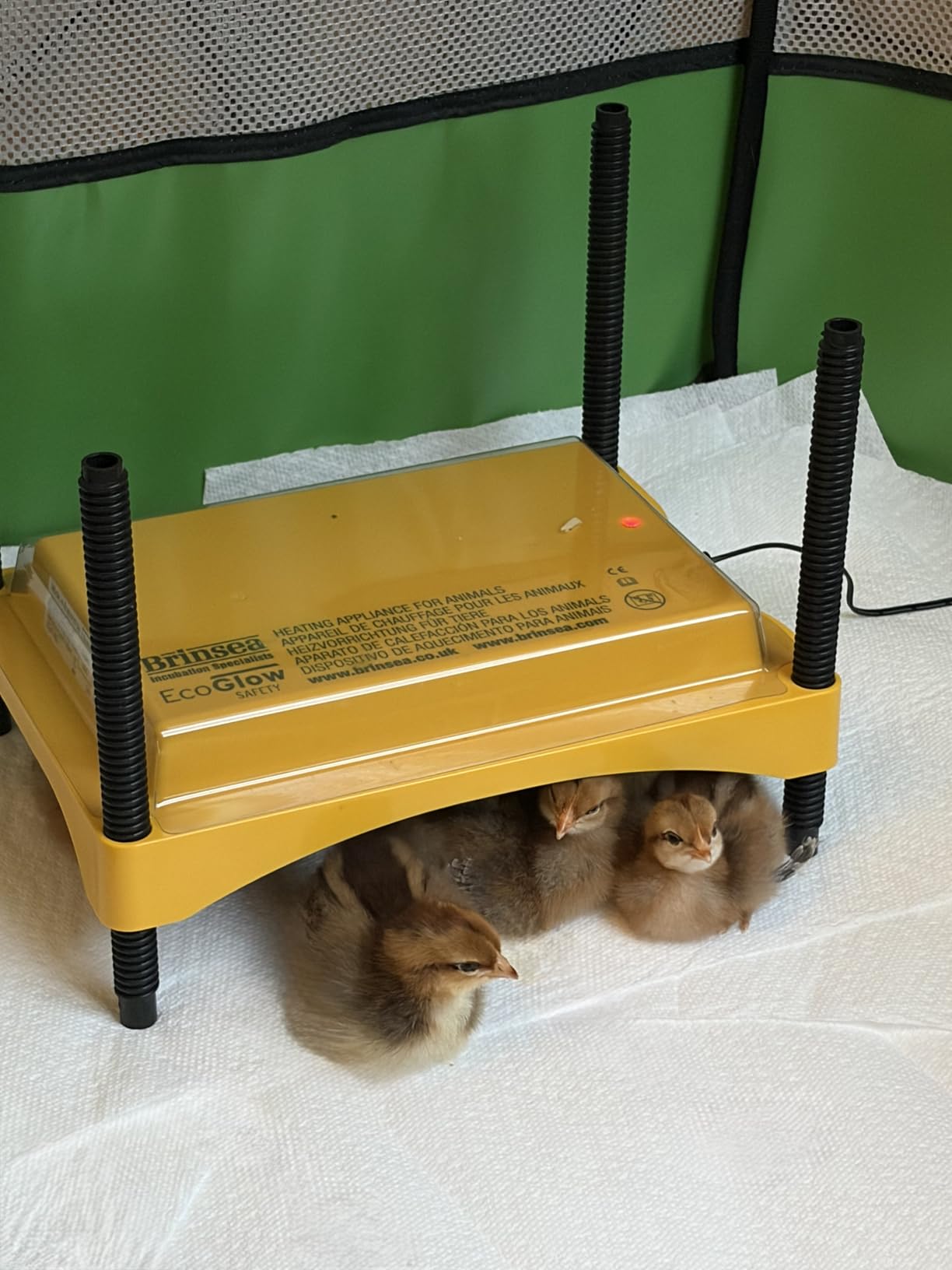 Brinsea Ecoglow Safety 600 Brooder Plate for up to 20 Chicks - Energy Efficient 12 Watt Heat Plate for Ducklings and Poultry - Adjustable Low Voltage Design customer photo 2