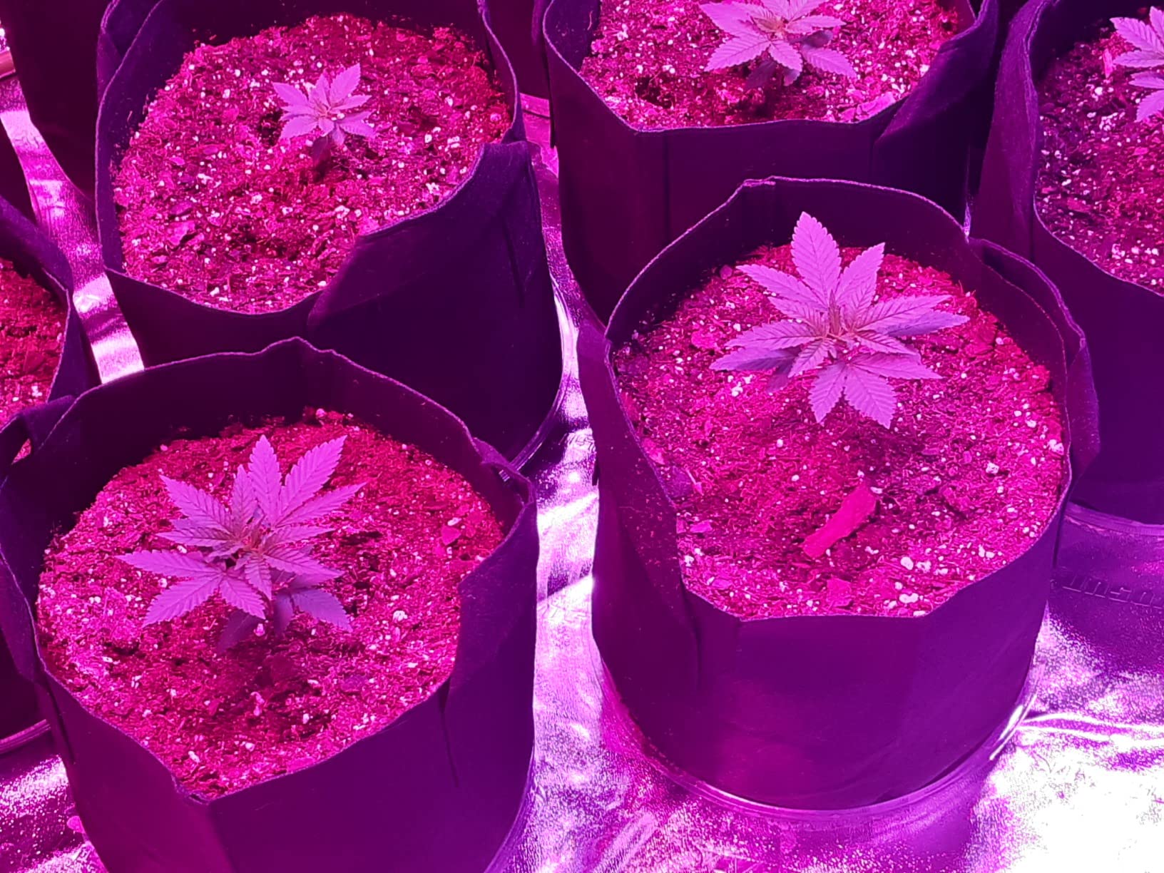 VIVOSUN S888 8x8 Grow Tent, 96