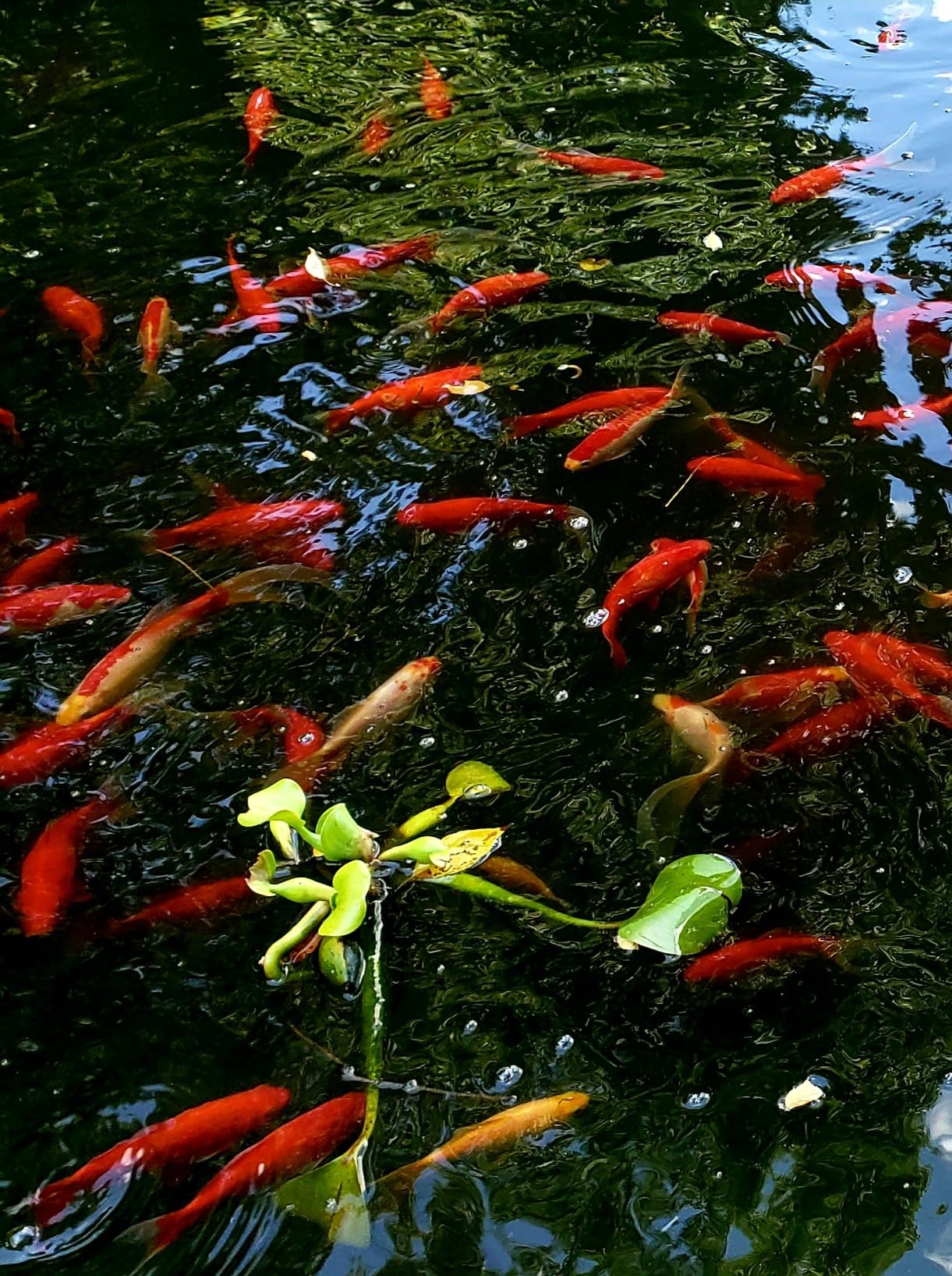 The Pond Guy UltraUV Ultraviolet Pond Water Clarifier, EPA Registered UV Light, Planktonic Algae & Green Water UVC Treatment, Plant, Koi Fish, Duck, Turtle, & Aquatic Life Safe, 13 Watt customer photo 1
