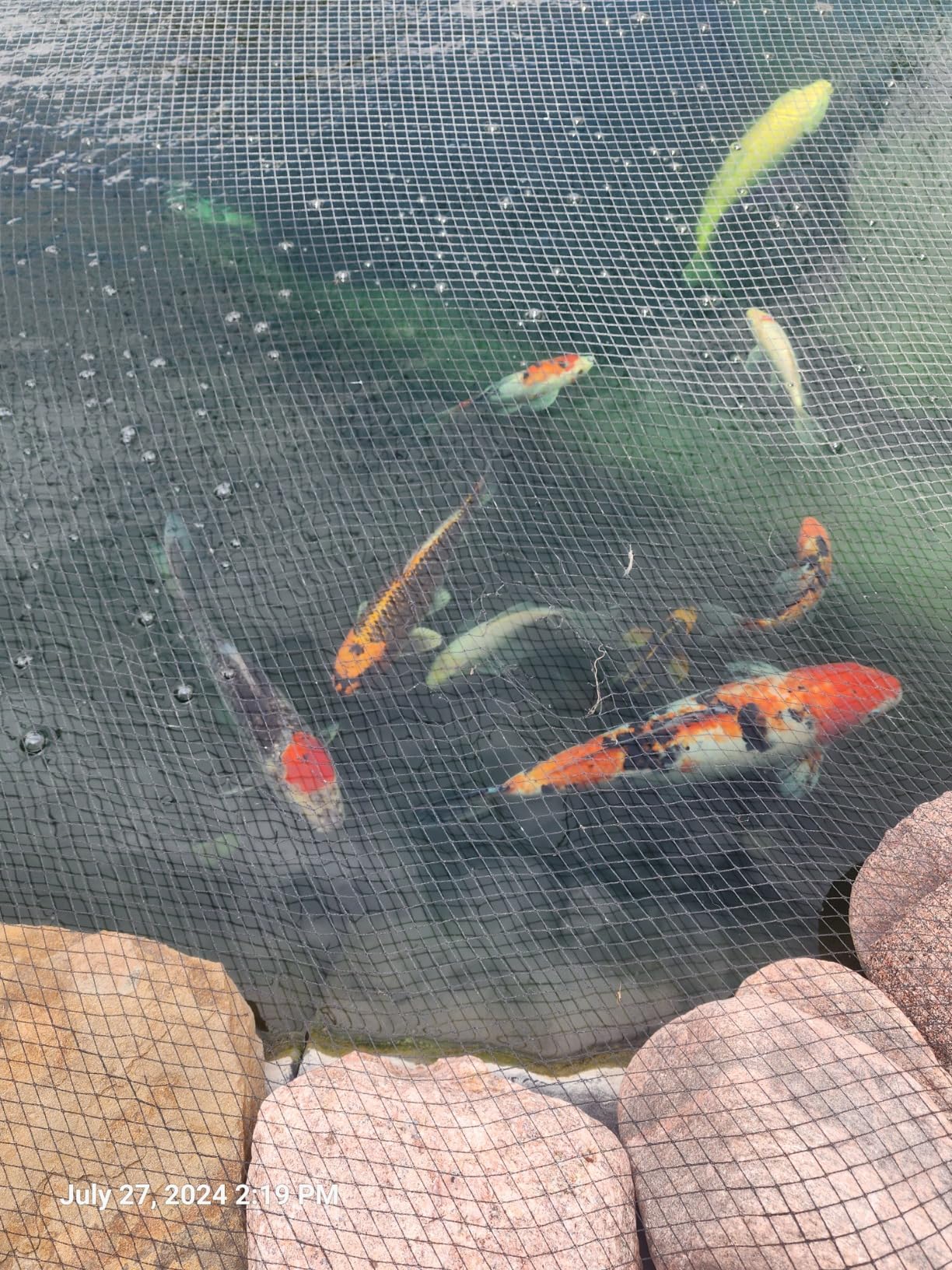 The Pond Guy UltraUV Ultraviolet Pond Water Clarifier, EPA Registered UV Light, Planktonic Algae & Green Water UVC Treatment, Plant, Koi Fish, Duck, Turtle, & Aquatic Life Safe, 13 Watt customer photo 2