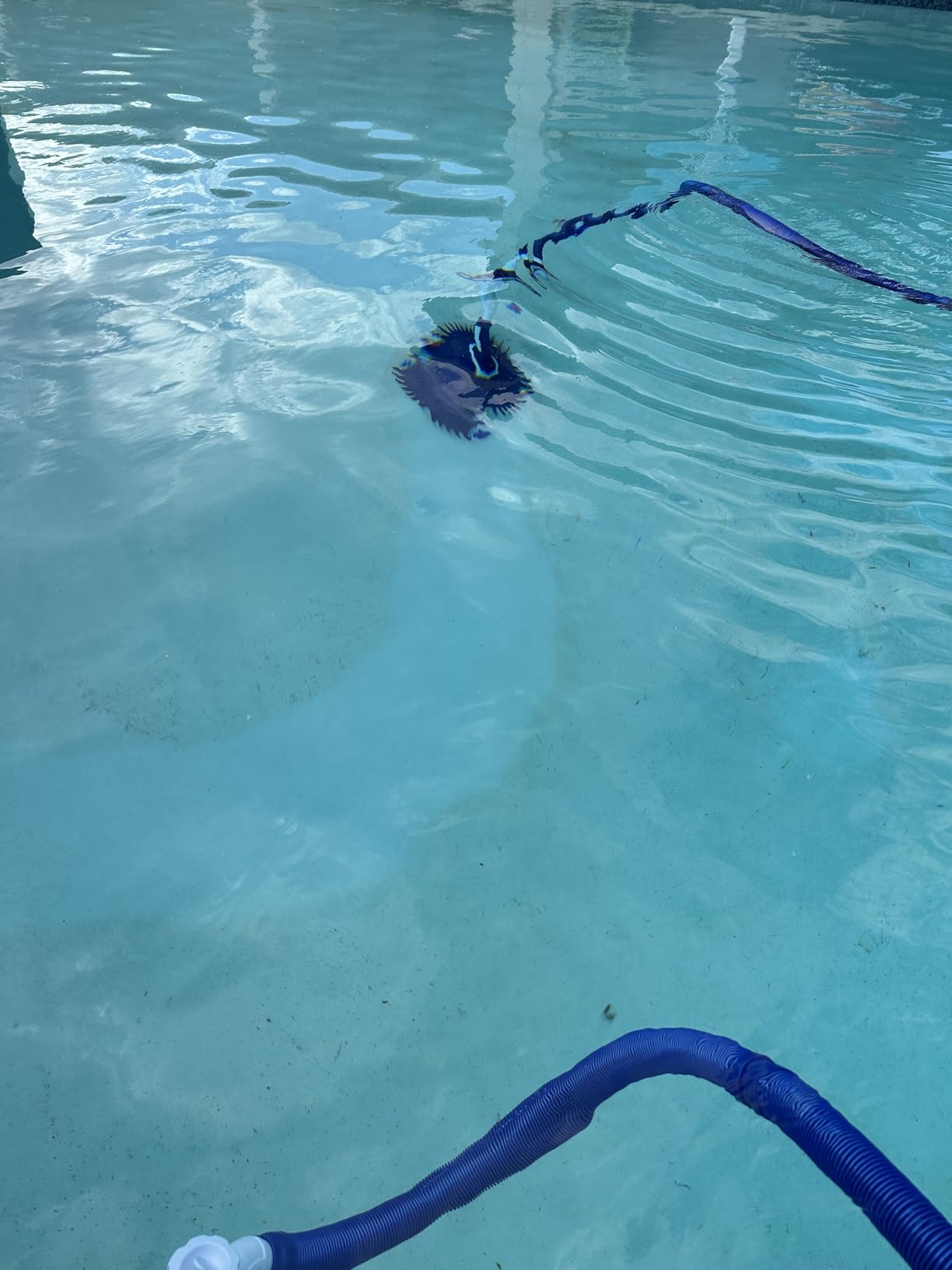 VINGLI Pool Vacuum Cleaner Automatic Sweeper Swimming Pool Creepy Crawler Vacuum with 33FT Hoses (Navy Blue&White) customer photo 1