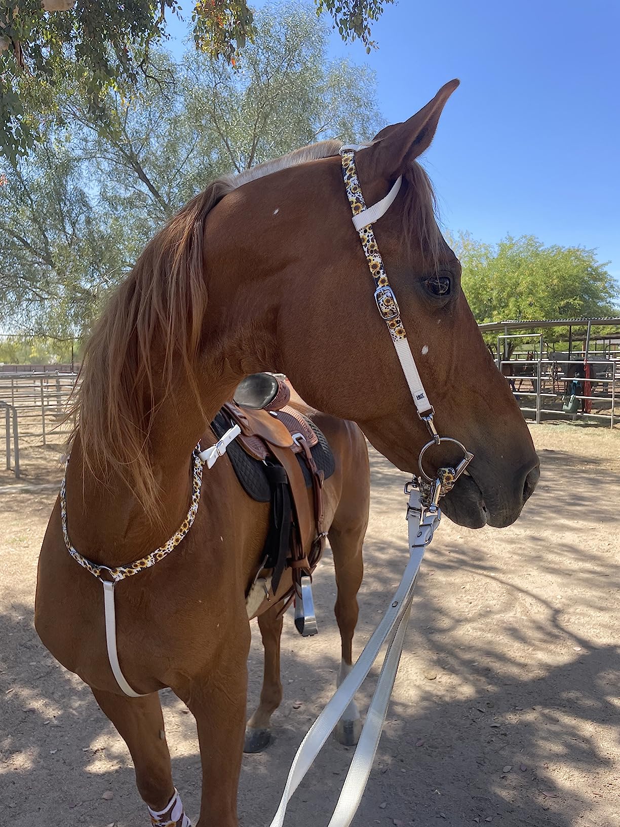 CHALLENGER Horse Stainless Steel Mouth D-Ring Comfort Snaffle Bit Copper Rollers 35310v customer photo 1