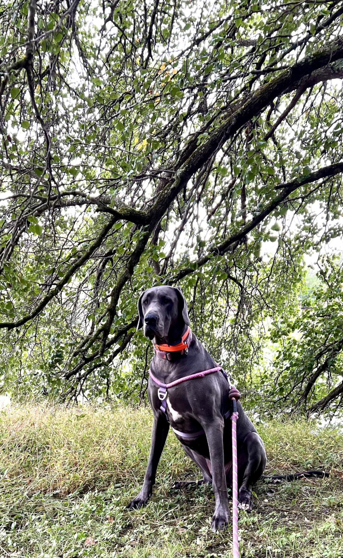 SportDOG FieldTrainer 425X & SportHunter 825X Add-a-Dog Collar - Double Pairing Compatible - Safe Shock E-Collar for Multi-Dog Households - Durable & Waterproof Obedience Training Accessory - Orange customer photo 1