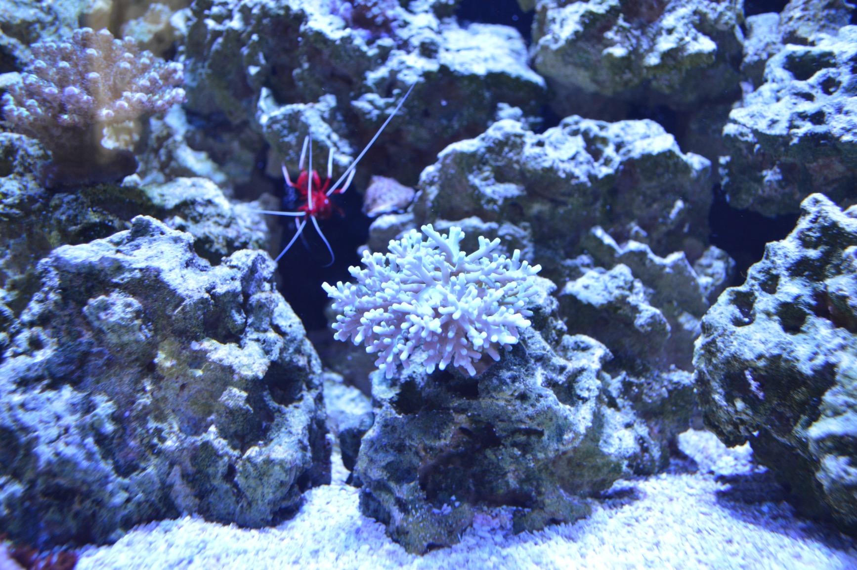 AquaIllumination Hydra 32 LED Aquarium Light - Full Spectrum Lighting for Coral Growth, Wireless Control, High PAR Output customer photo 1