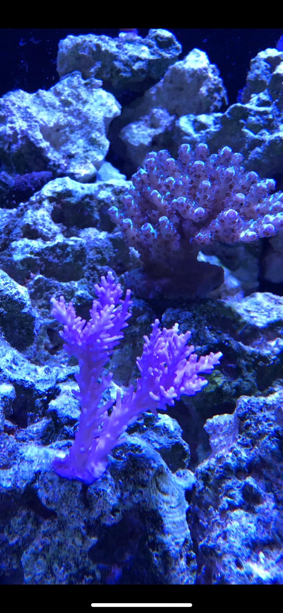 AquaIllumination Hydra 32 LED Aquarium Light - Full Spectrum Lighting for Coral Growth, Wireless Control, High PAR Output customer photo 2