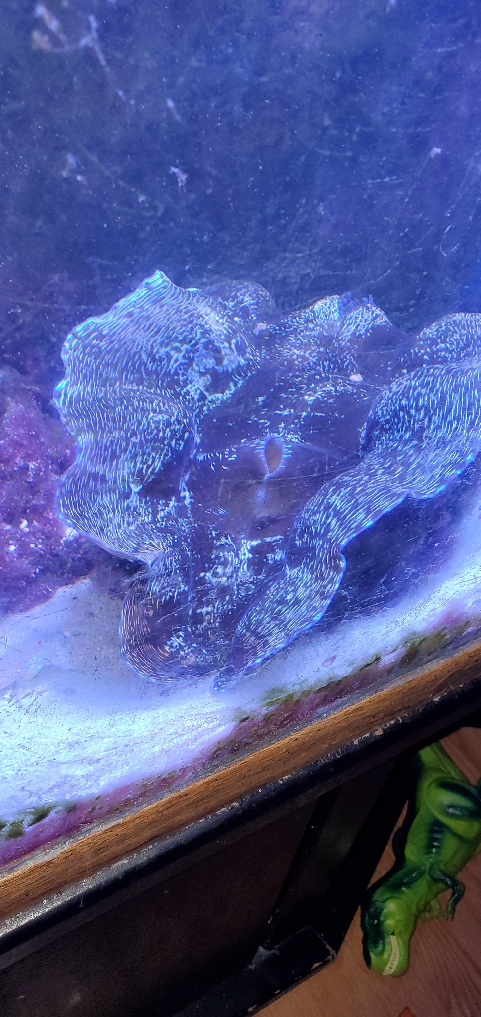 AquaIllumination Hydra 64 LED Aquarium Light - Full Spectrum Lighting for Coral Growth, Wireless Control, High PAR Output customer photo 1