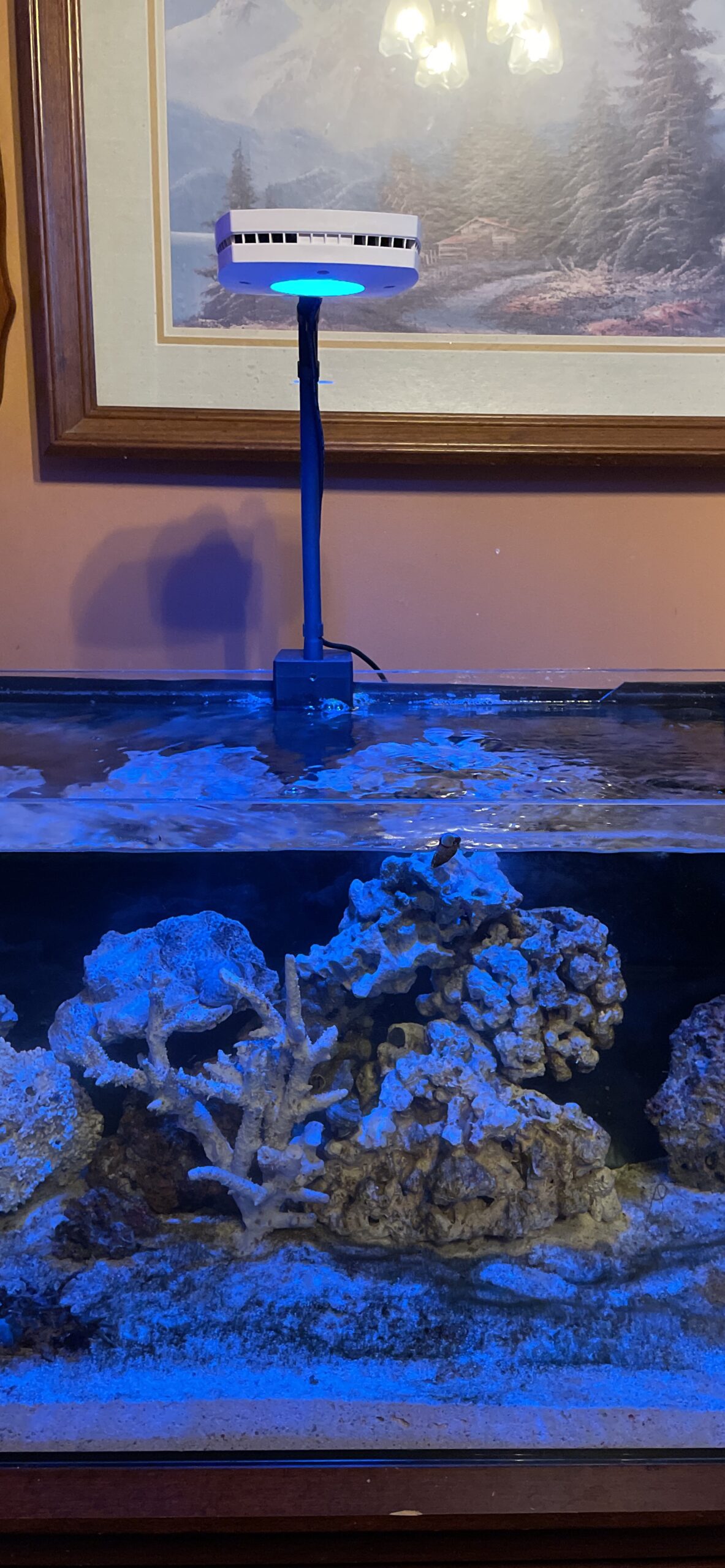 AquaIllumination Prime 16 HD LED Saltwater Reef Aquarium Light - White customer photo 1