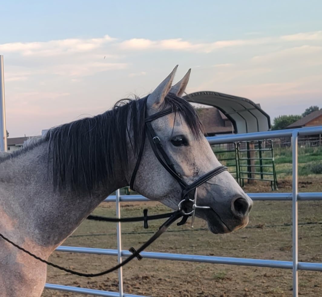 Exion English Snaffle Bridle for Horses with Laced Reins - Fancy Stitched Leather Hunter Jumper Bridle - Premium Vegetable Tanned Equine Tack with Stainless Steel Hardware customer photo 1