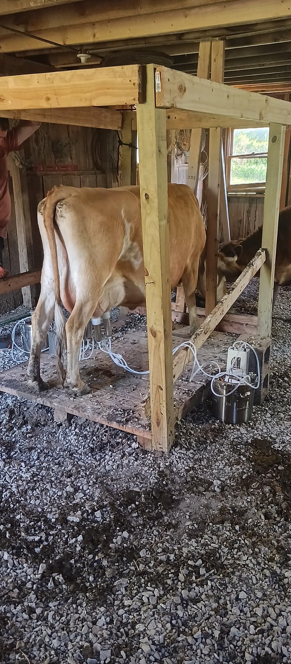 12L Cow Milking Machine, Rechargeable Battery Powered Speed Adjustable Pulsating Vacuum Pump, 304 Stainless Steel Milk Bucket with Auto Stop Check Valve Cow Milker Machine (Pro Model) customer photo 1