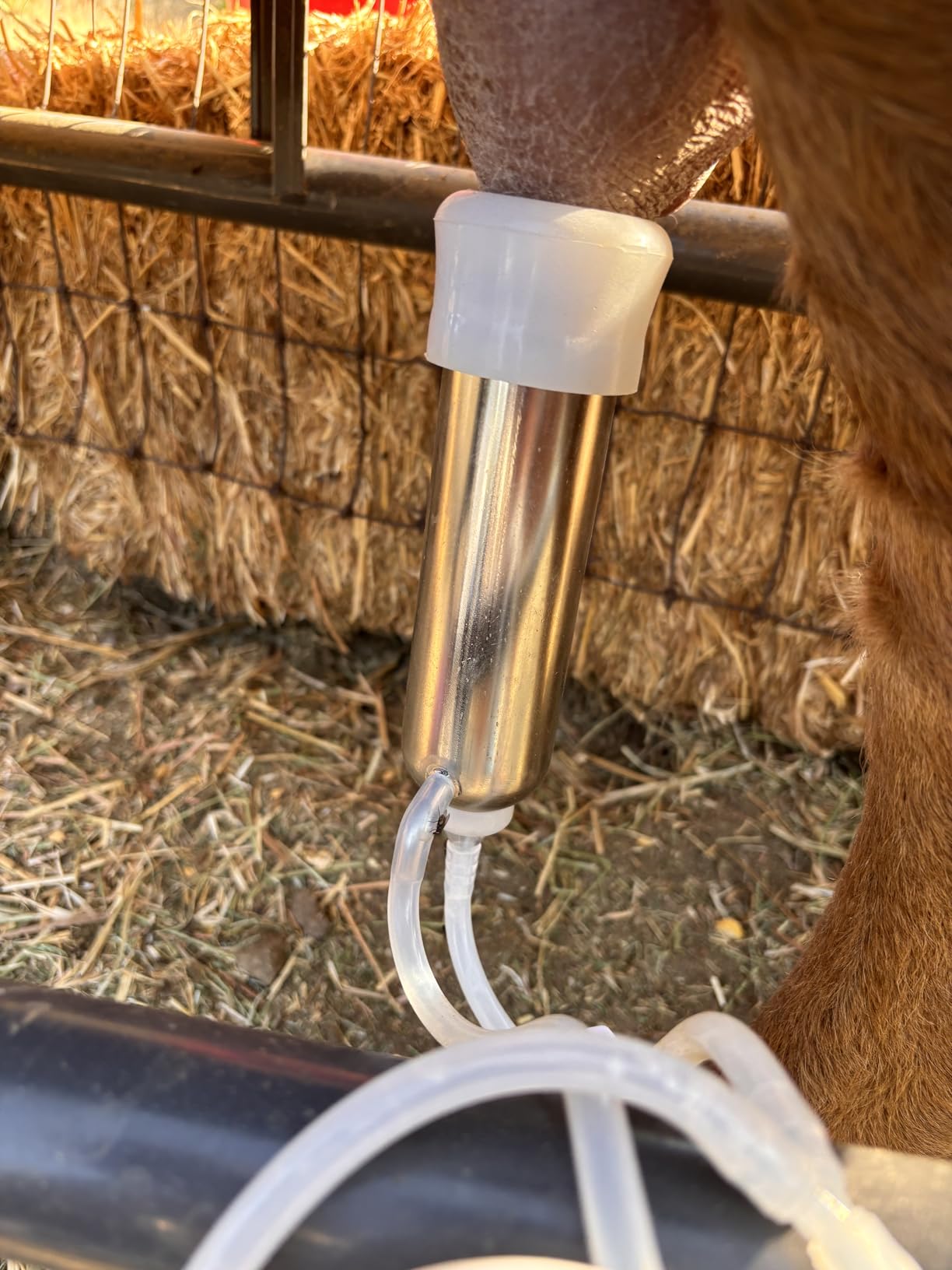 12L Cow Milking Machine, Rechargeable Battery Powered Speed Adjustable Pulsating Vacuum Pump, 304 Stainless Steel Milk Bucket with Auto Stop Check Valve Cow Milker Machine (Pro Model) customer photo 2
