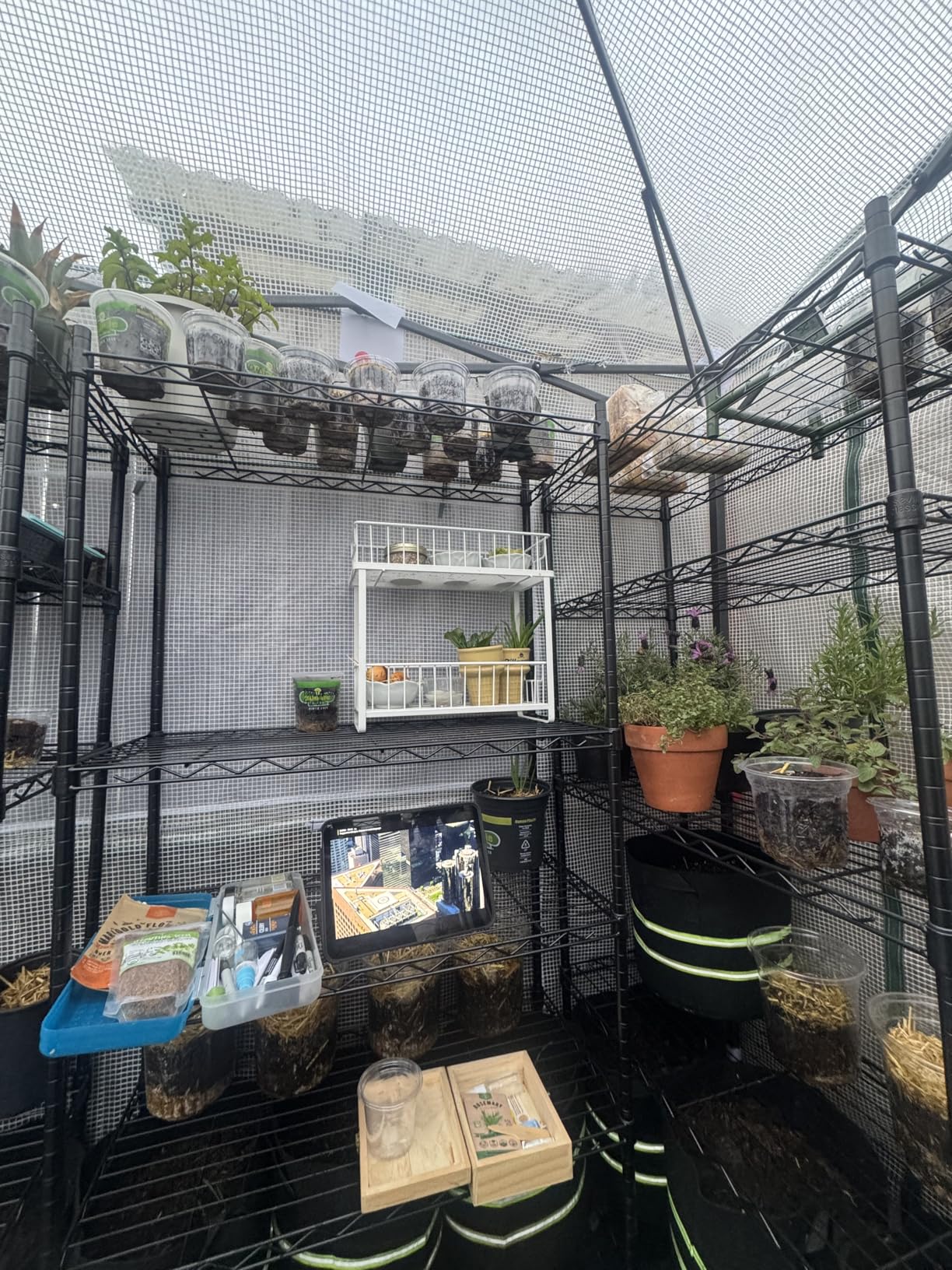 EAGLE PEAK 6x4 Portable Walk in Greenhouse, Pop Up Indoor Outdoor Greenhouse with Zippered Roll-Up Doors and Windows, PE Cover customer photo 2