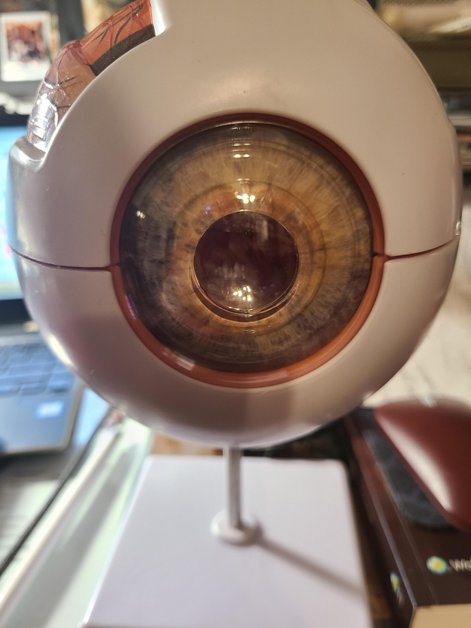 Eye Anatomy Model, 6X Enlarged Eyeball Model, Human Eye Anatomical Model for Science Education Students Study Display Medical Teaching, with Removable Stand customer photo 1