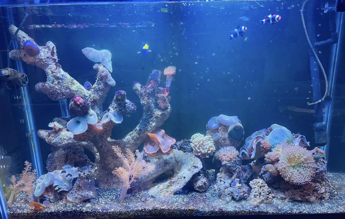 Inkbird WiFi ITC-308 Digital Temperature Controller Aquarium Thermostat for Aquarium Heater and Cooler, with Waterproof Sensor. customer photo 1