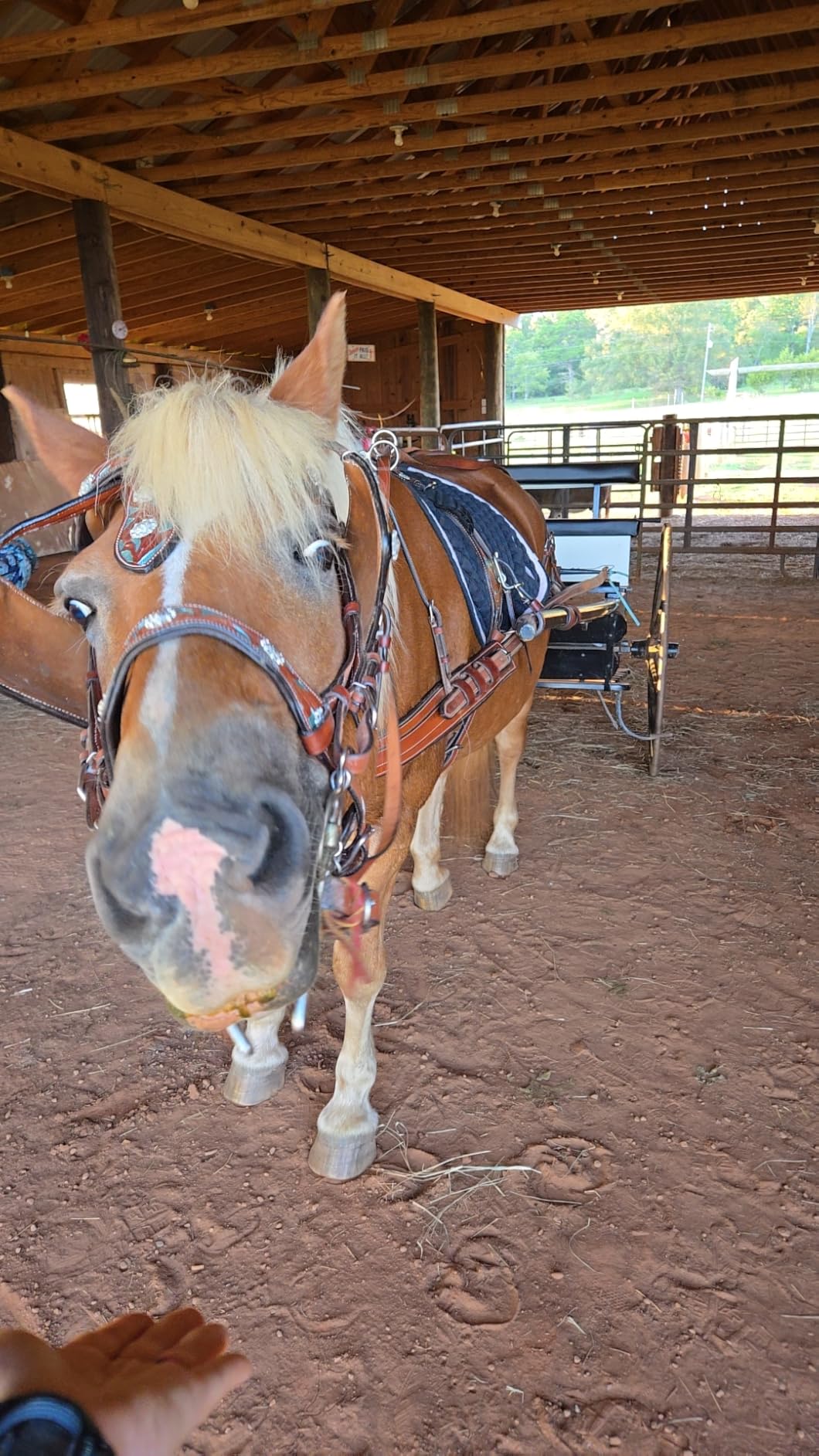 Leather Driving Harness for Single Horse Cart Includes Bridle, Reins, Traces, Breast Pad, Neck pad, Crupper and Breeching Stainless Steel Hardware (Pony, Brown) customer photo 1
