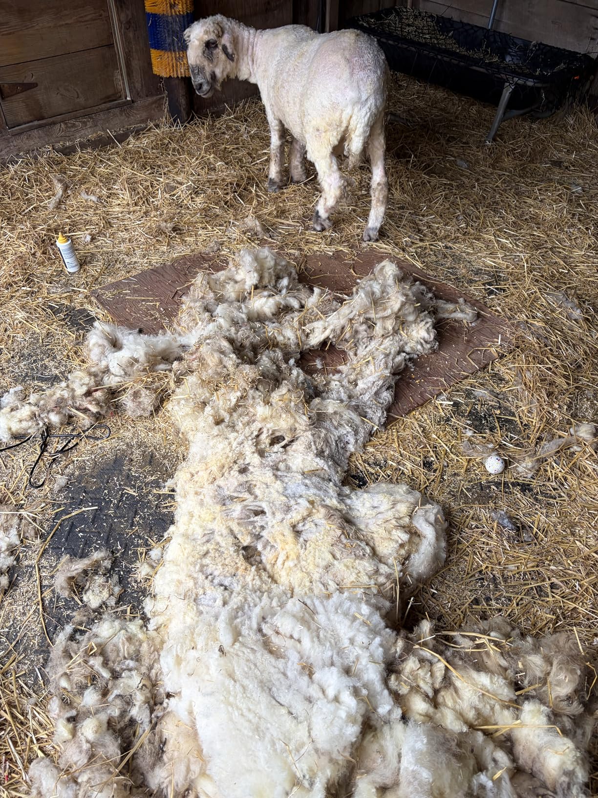 Sheep Clippers 600W, Professional Animal Shearing Machine, Farm Livestock Grooming Kit, Heavy Duty Electric Clippers for Thick Coat Animals customer photo 2