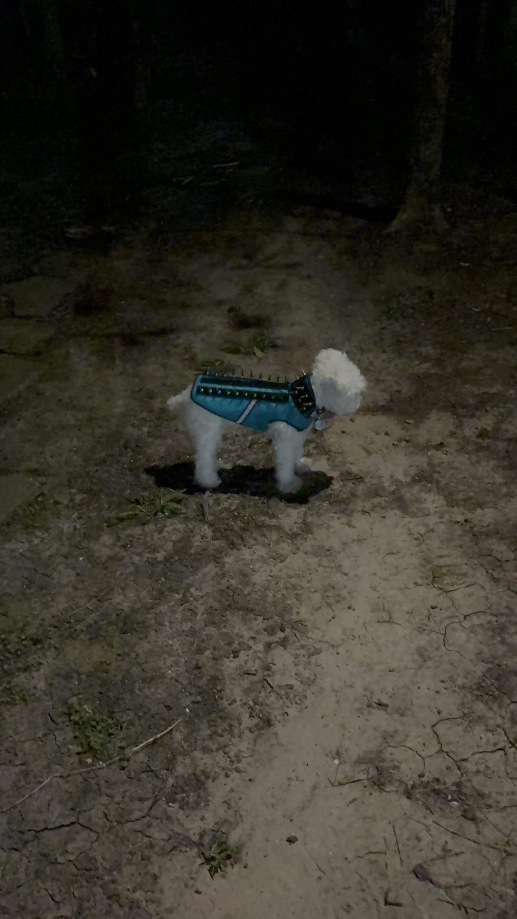 CoyoteVest SpikeVest Dog Harness | Stab-Resistant Protective Vest | Coyote Vest for Dogs | Defends Against Coyotes, Dogs, Birds of Prey | Reflective Safety, Made in USA (M-Fluorescent Orange) customer photo 1