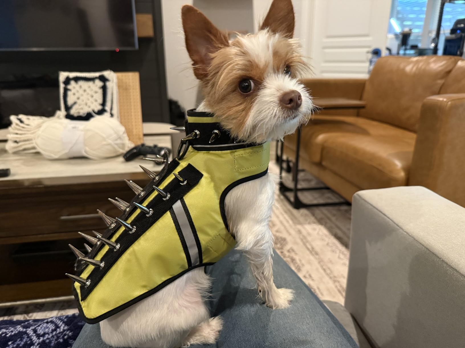 CoyoteVest SpikeVest Dog Harness | Stab-Resistant Protective Vest | Coyote Vest for Dogs | Defends Against Coyotes, Dogs, Birds of Prey | Reflective Safety, Made in USA (M-Fluorescent Orange) customer photo 2