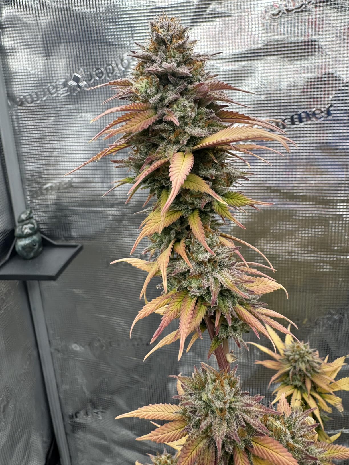 Spider Farmer 8x4 Grow Tent, 96