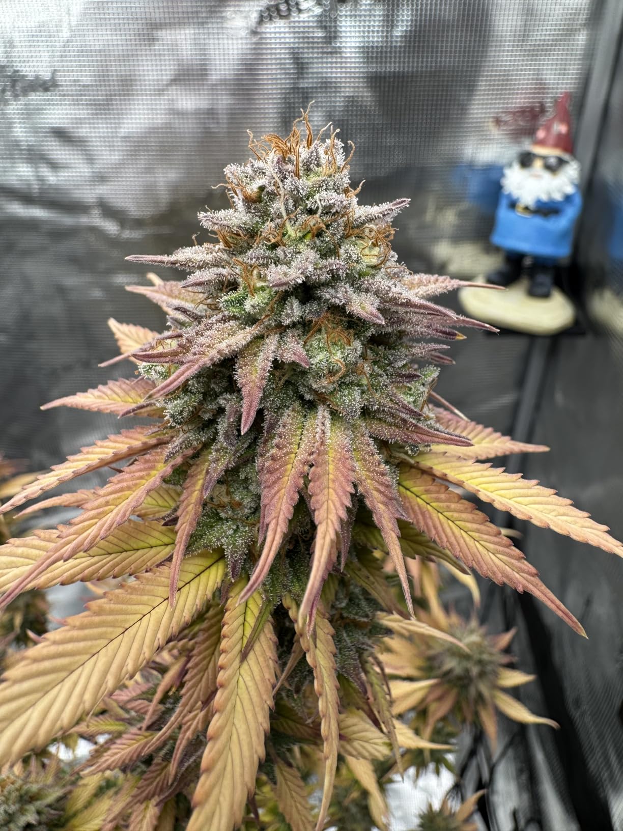 Spider Farmer 8x4 Grow Tent, 96