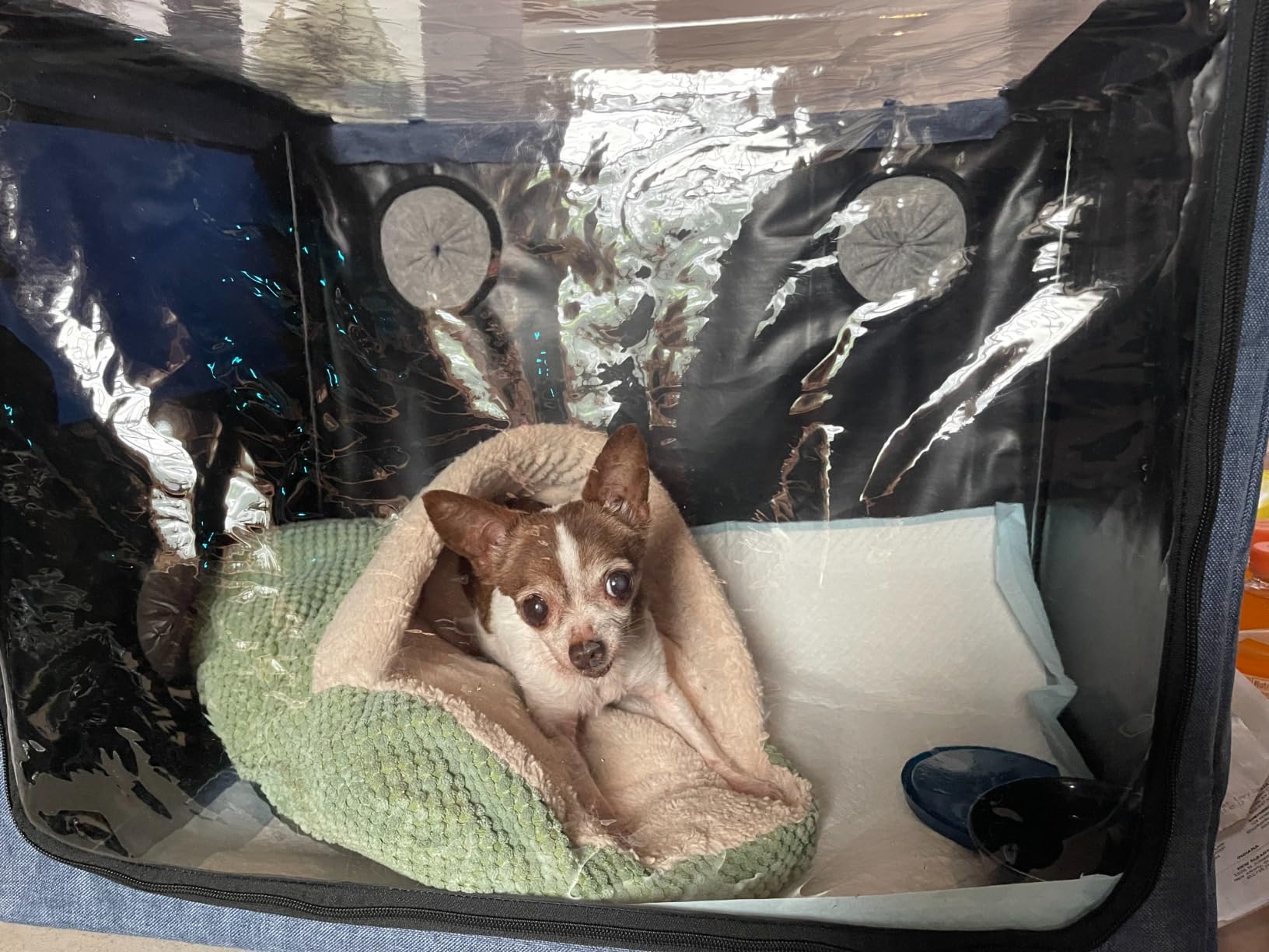 100L Dog Oxygen Chamber,Pet Dog Cat Animal Oxygen ICU Cage Large PET Brooder Nursery,Kitten Incubator, Puppy Incubator with Nebulization Oxygen for Dogs customer photo 2