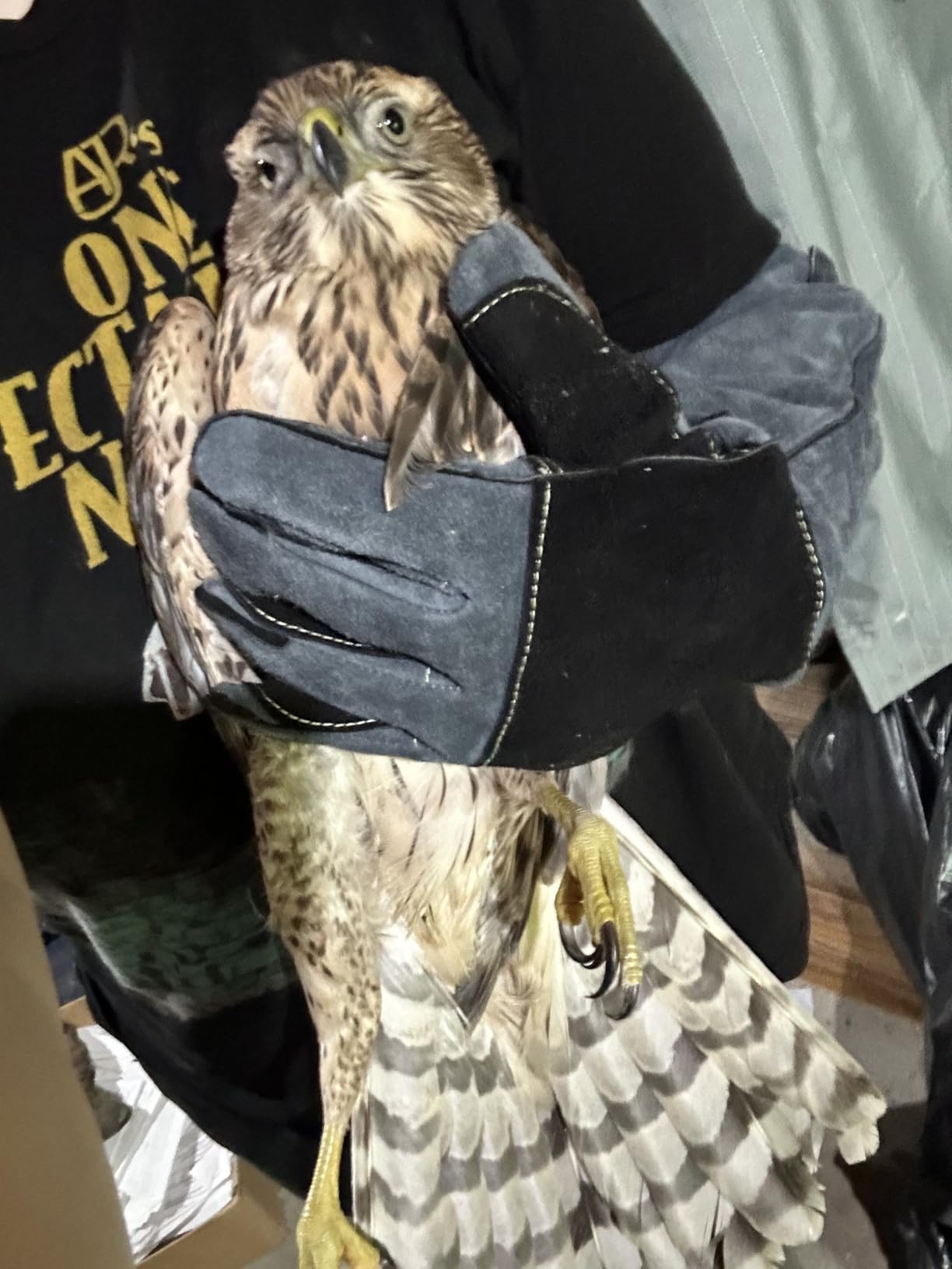 Animal Handing Gloves Bite Proof 23.7 Inch Kevlar Reinforced Multipurpose Pet Leather Glove Padding Dog,Cat Scratch,Bird Handling Falcon Gloves Grabbing,Reptile Squirrel Snake Bite customer photo 1