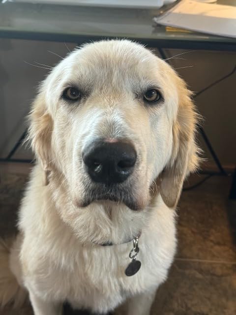 Koko Genetics DNA Test for Dogs Advanced - (+175 Breeds, Health + Traits reports) - Updates at no cost customer photo 1