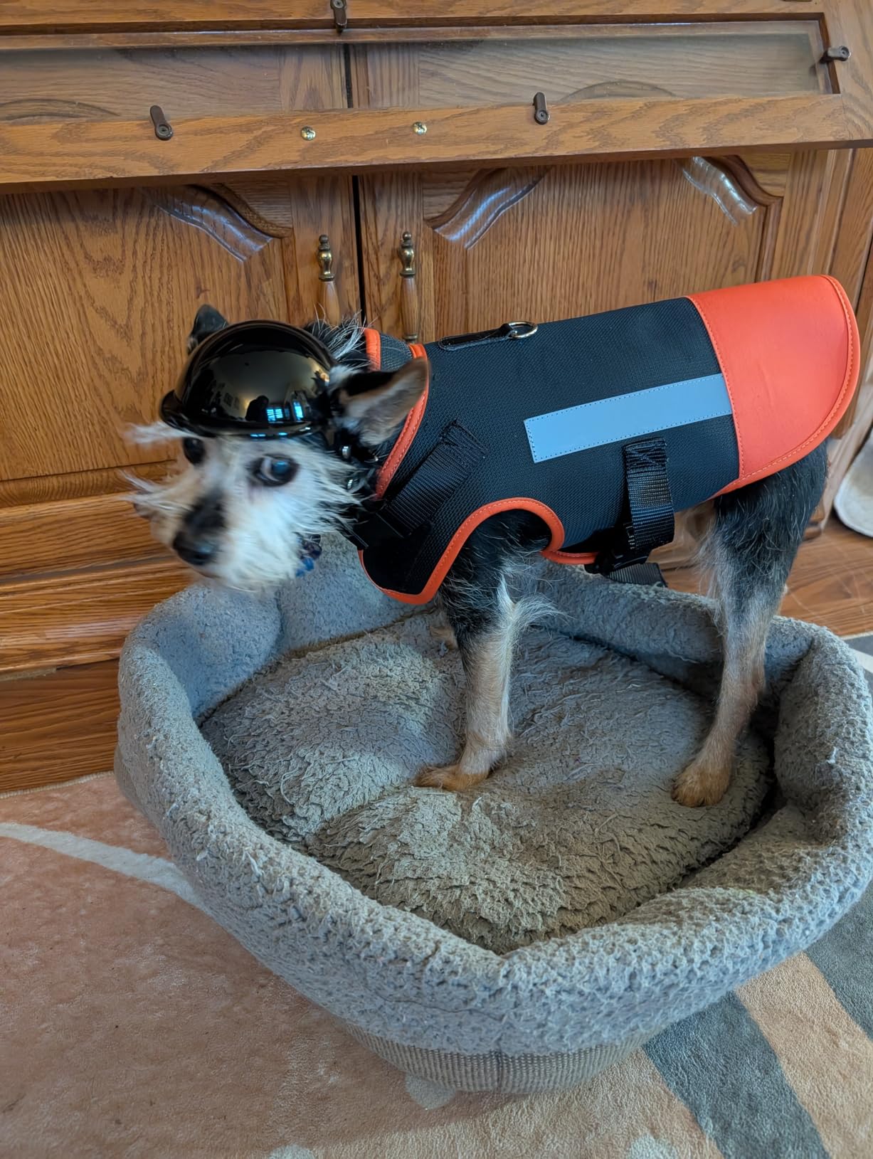 Dog Protection Vest Against Attacks - Anti Bite & Anti Penetration Dog Vest for Coyotes, Aggressive Dogs & Birds of Prey - Adjustable, Waterproof & Reflective (Medium, Yellow) customer photo 1