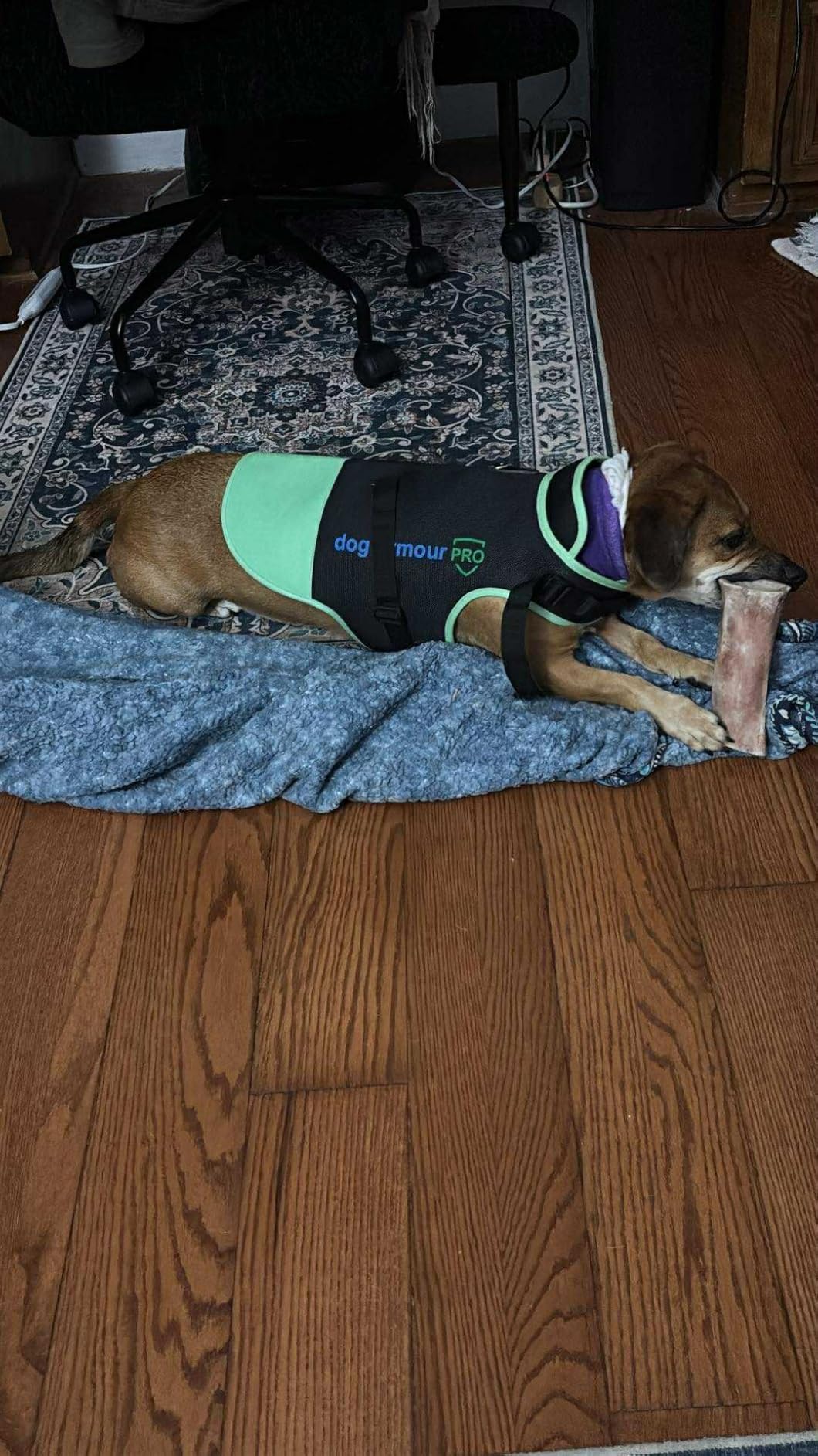 Dog Protection Vest Against Attacks - Anti Bite & Anti Penetration Dog Vest for Coyotes, Aggressive Dogs & Birds of Prey - Adjustable, Waterproof & Reflective (Medium, Yellow) customer photo 2