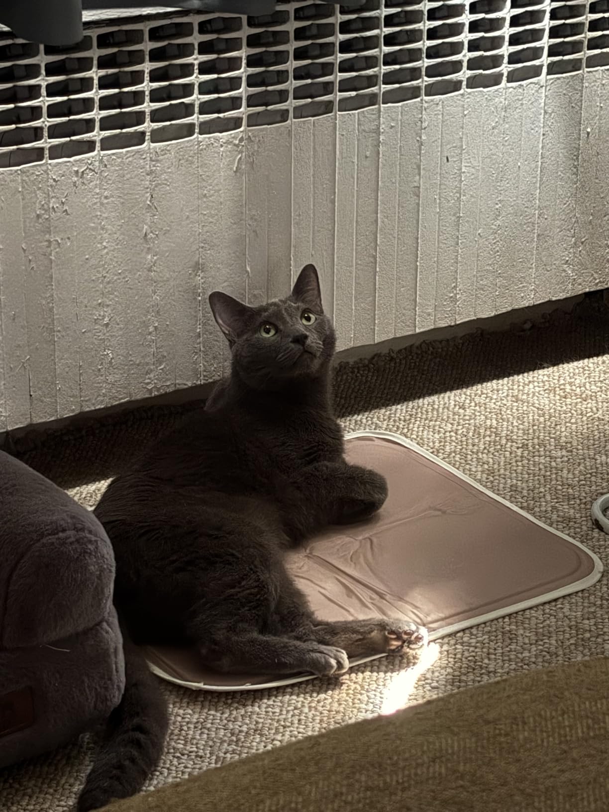 The Green Pet Shop Cool Pet Pad - Large, Sage Grey - Self-Cooling, Pressure Activated Mat for Dogs & Cats from 46-80 lbs - Non-Toxic Gel, No Water Needed customer photo 1