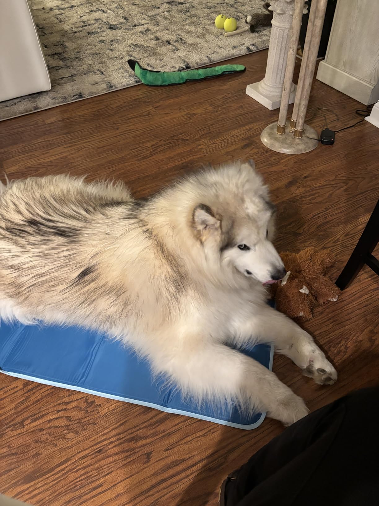 The Green Pet Shop Cool Pet Pad - Large, Sage Grey - Self-Cooling, Pressure Activated Mat for Dogs & Cats from 46-80 lbs - Non-Toxic Gel, No Water Needed customer photo 2