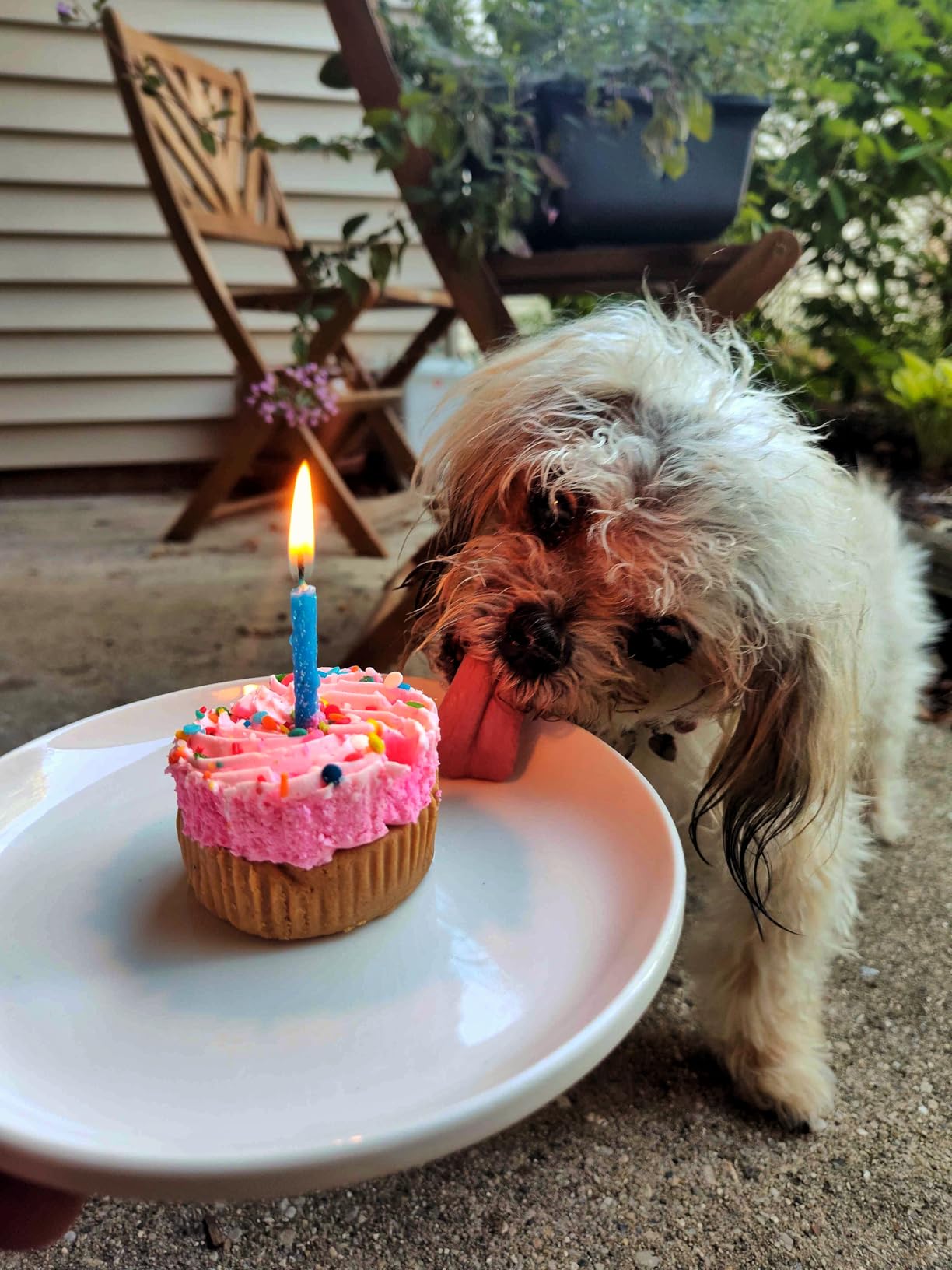 Embark Dog Age Test Kit - Estimates Age and Birthday - DNA Methylation - Best for Dogs Past Puppy Stage - Includes Life Stage Care Tips - Great for Rescue Dogs customer photo 1