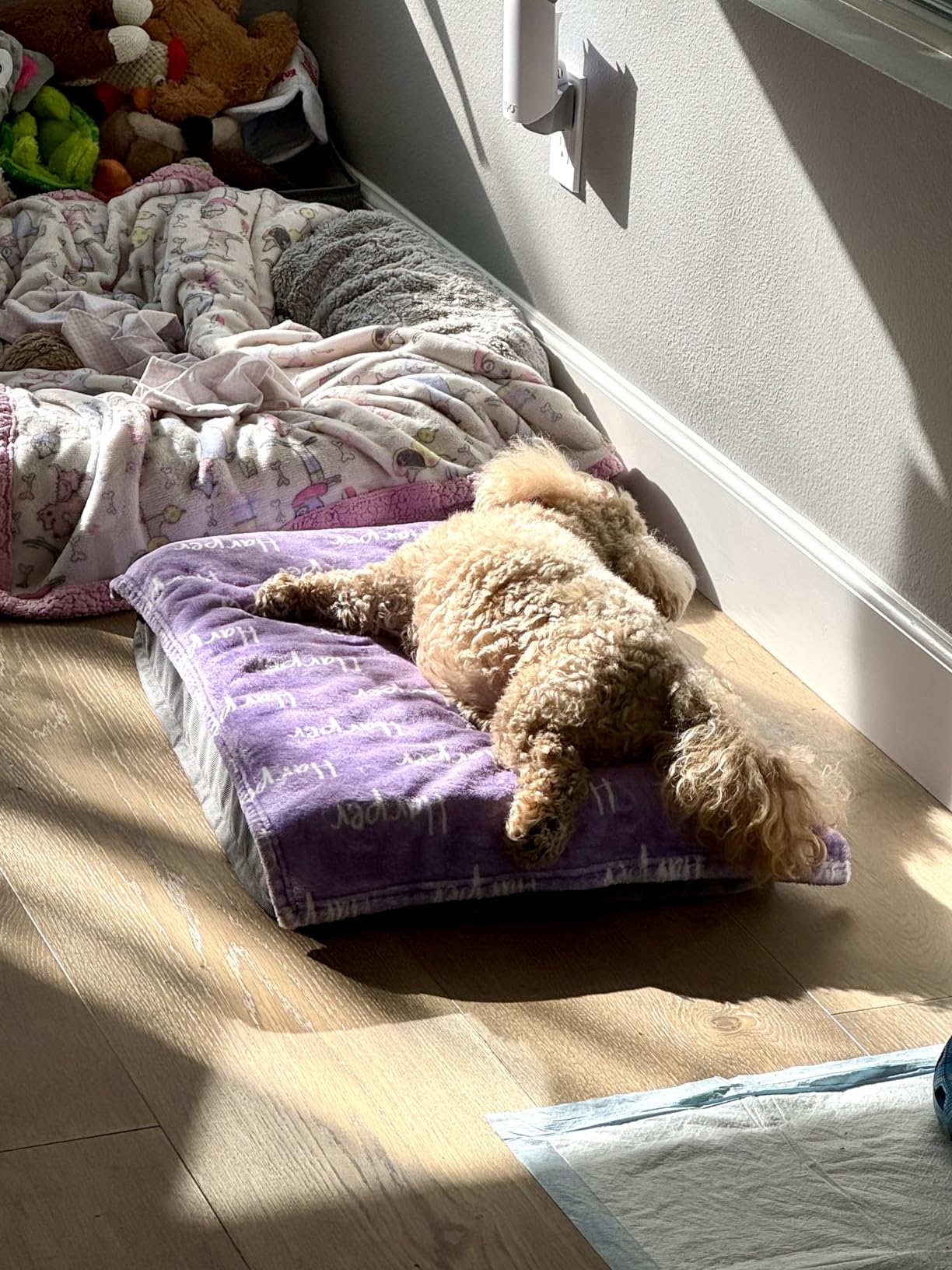 Bedsure Orthopedic Cooling Dog Bed for Crate - 35x22 Inches Large Comfy Breathable Summer Beds with Removable Washable Cover, Cold Flat Egg Crate Foam Pet Mat, Suitable for Pet Up to 50 lbs customer photo 2
