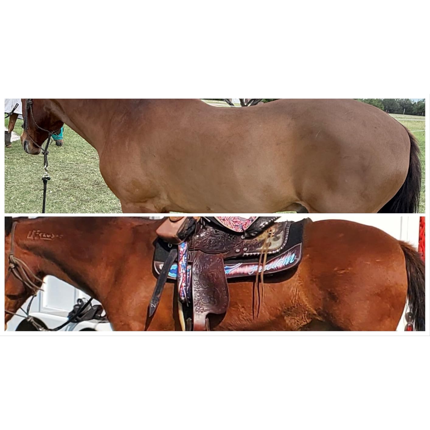 oneisall Cordless Horse Clippers, Professional Horse Grooming Clippers with 2 Batteries, Detachable Stainless Steel Blade Heavy Duty Horse Grooming Kit for Thick Coat customer photo 2