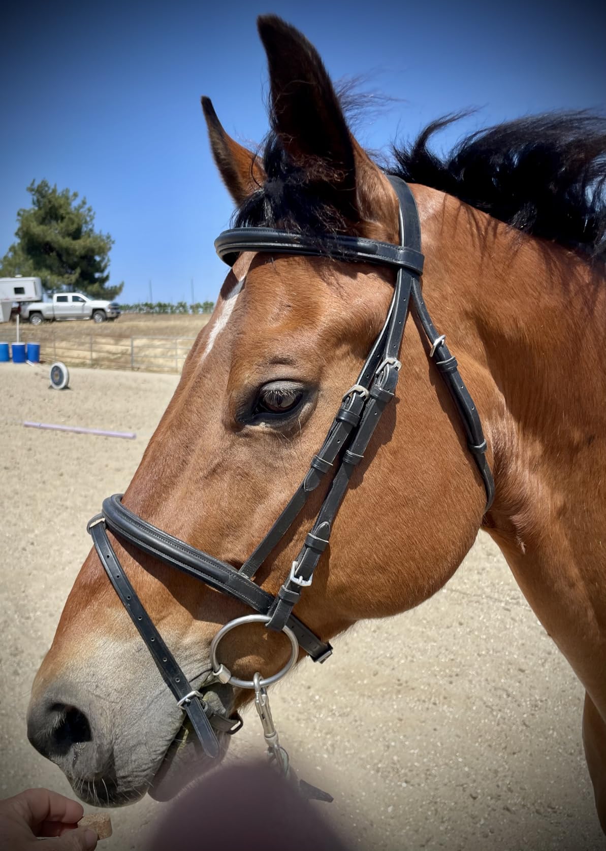 Braided Havana Brown Leather Bridle with Removable Flash - Padded Browband & Noseband - Horse Riding Bridle for Schooling & Show - Size Full customer photo 1