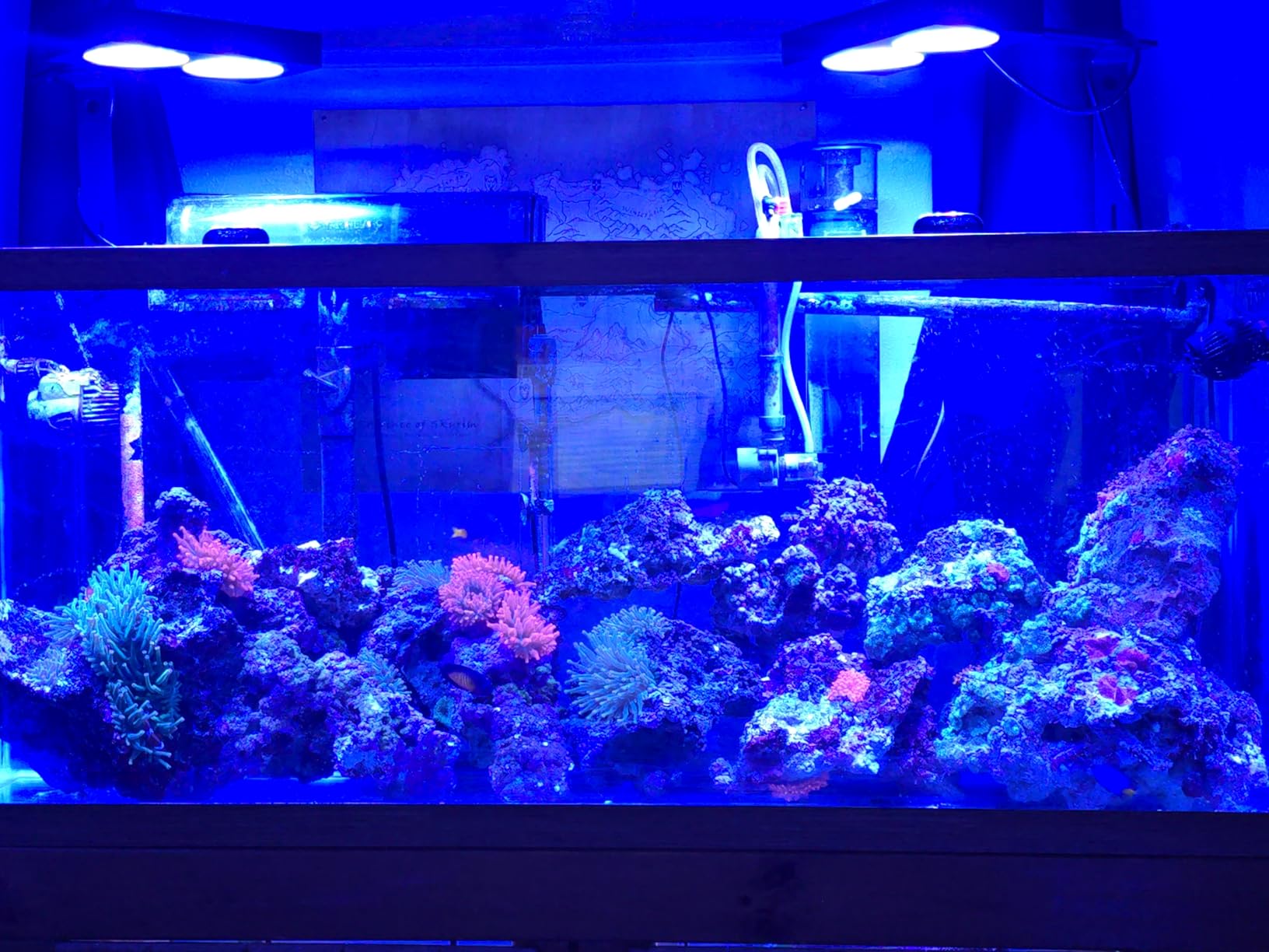 NICREW NavaReef 135 Reef LED Light, 135W Reef Aquarium Lighting for LPS/SPS Corals and Saltwater Fish Tanks, Built-in Timer customer photo 1