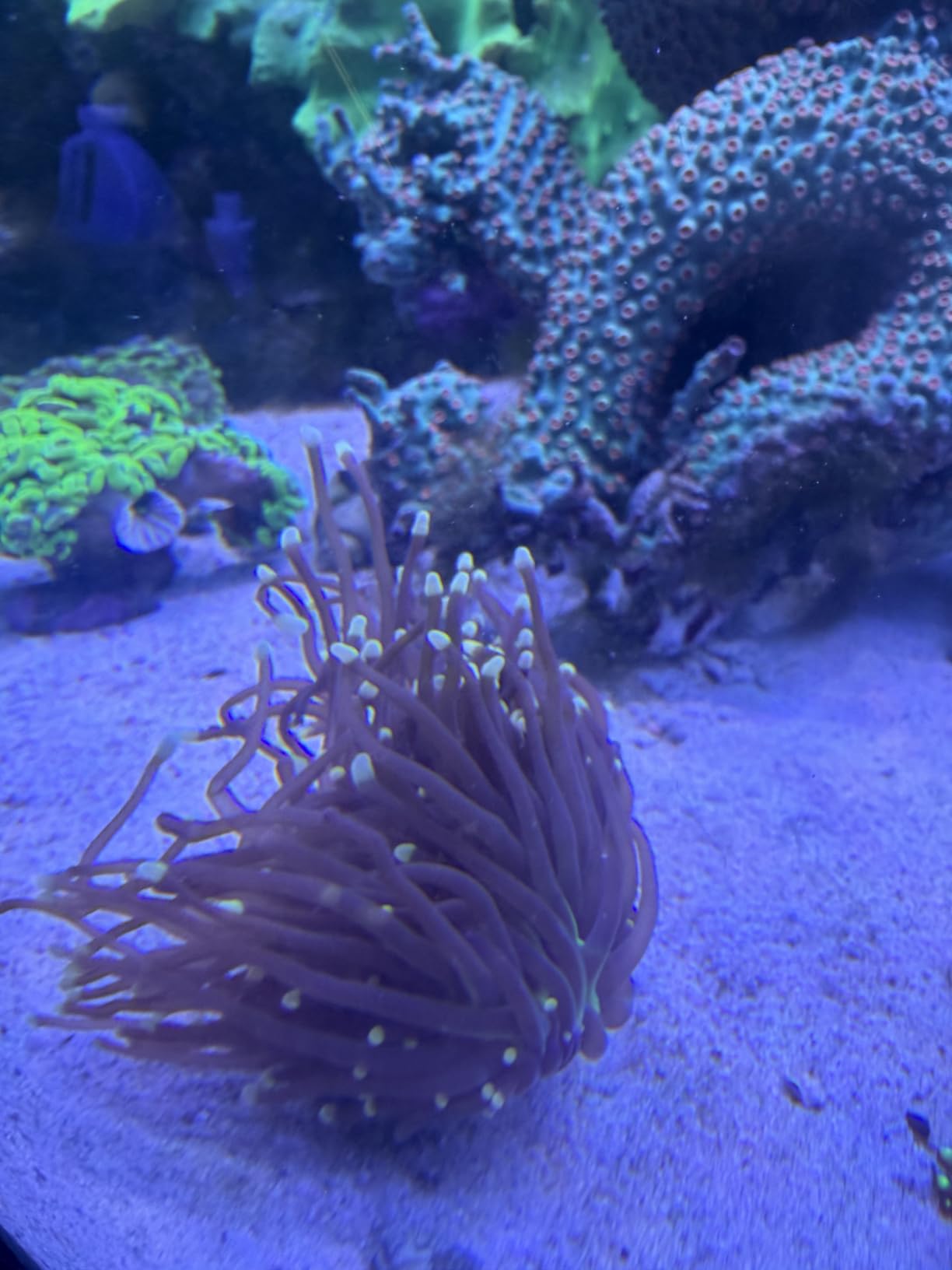 SEAOURA LED Reef Light for Corals, 120W Coral Lights for Reefs Aquarium Tanks, 395nm to 665nm Full Spectrum Programmable customer photo 2