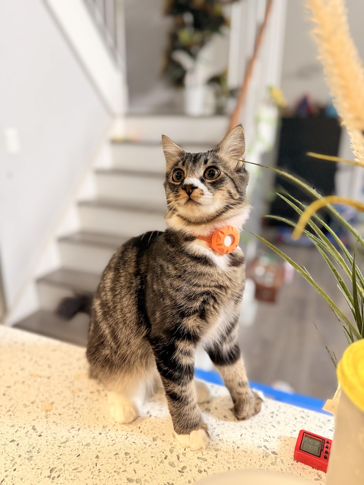 Cat Tracker, Mini GPS Tracker for Cats, No Monthly Fee Smart Pet Activity Tracker, Compatible with Apple Find My (iOS Only), Anti-Lost Finder Tag for Vehicles, Pets, Kids, Items (Purple) customer photo 1