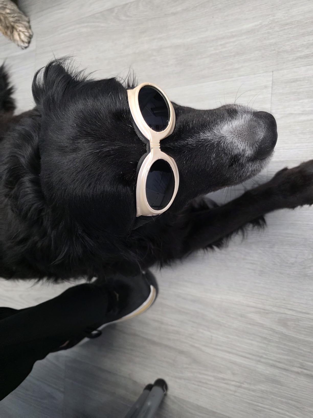 16*650nm & 8*808nm Cold Laser Therapy Device for Dog Cat, 5200mAh Portable Near Red Light Laser Therapy with Protective Cover, Puppy LLLT Pet Treatment Machine for Muscle Pain Relief & Improve Healing customer photo 1
