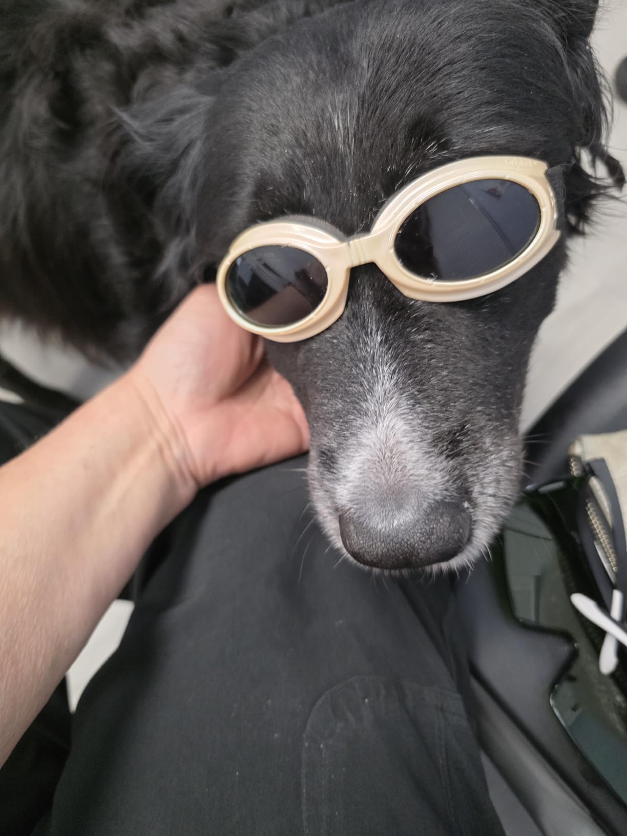 16*650nm & 8*808nm Cold Laser Therapy Device for Dog Cat, 5200mAh Portable Near Red Light Laser Therapy with Protective Cover, Puppy LLLT Pet Treatment Machine for Muscle Pain Relief & Improve Healing customer photo 2