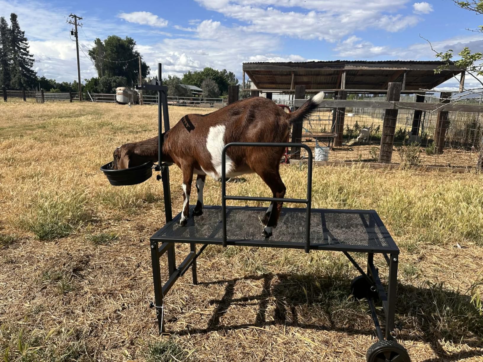 Goat Stand with Adjustable Headpiece & Legs, Goat Milking Stand with Feeder, Rails & Wheels, Stanchion for Grooming & Hoof Trimming, Sheep Stand for Shearing Heavy-Duty Steel Platform, Blue customer photo 1