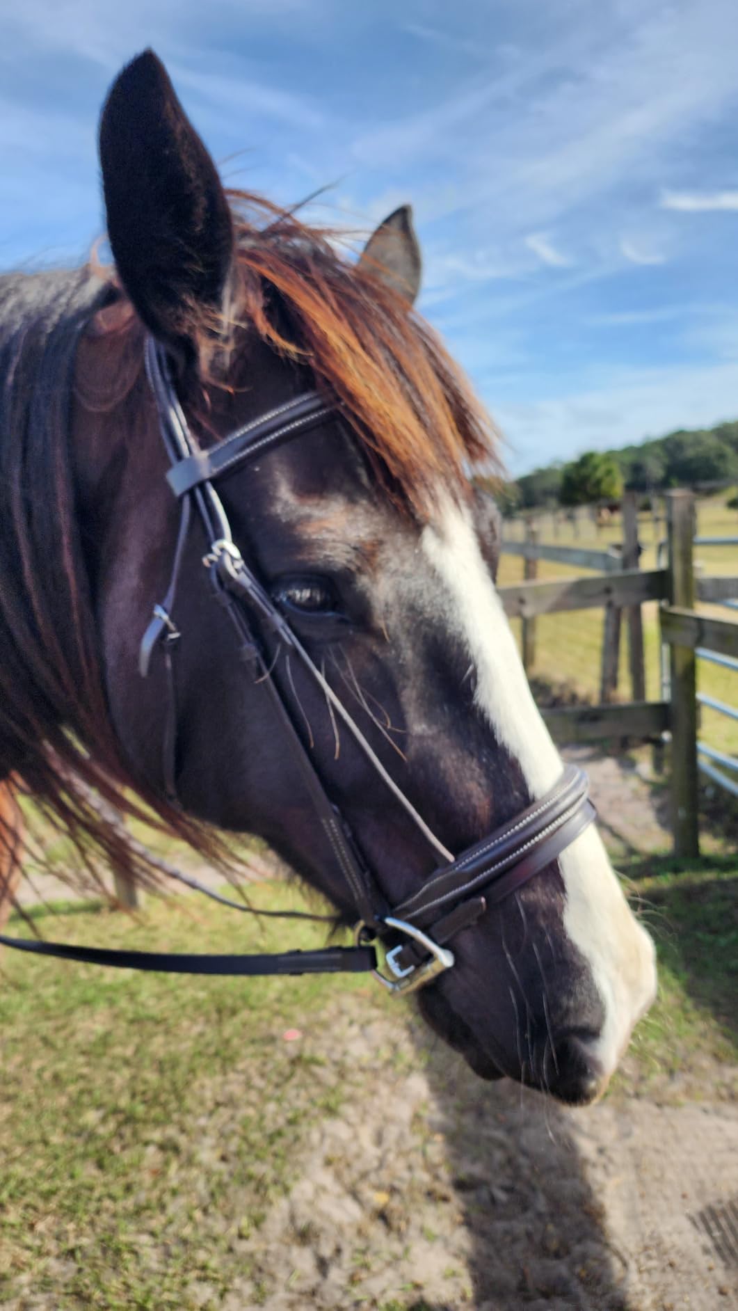 Equine Care Leather English Horse Bridle with Reins, Full Size, Choice of Browband Style, Padded Crown & Cavesson Noseband, Stainless Steel Hardware, Hunter Show Bridle customer photo 1