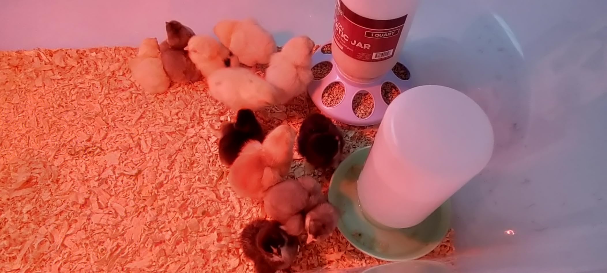 Incubator for Hatching Eggs - 12 Egg Capacity, 360° Viewing for Chicken customer photo 1