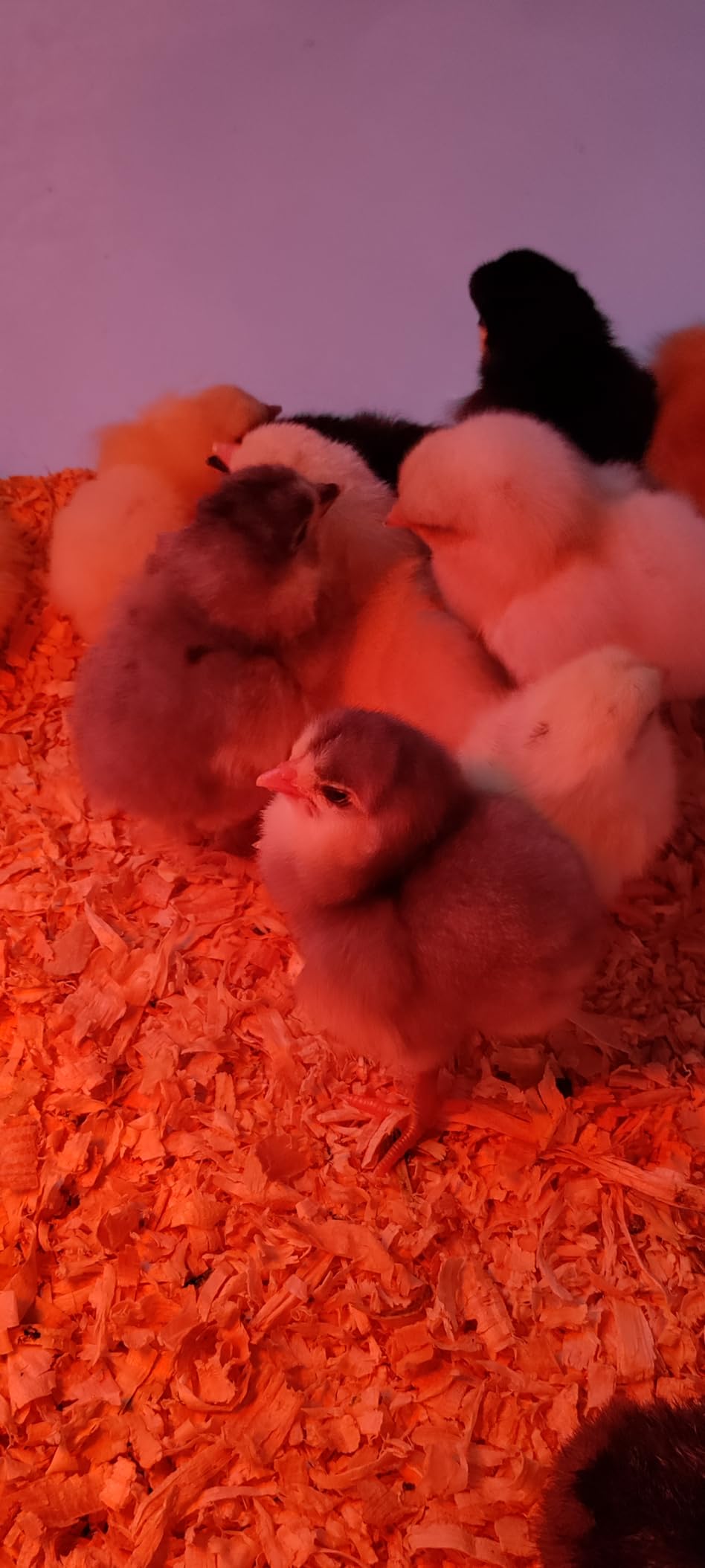 Incubator for Hatching Eggs - 12 Egg Capacity, 360° Viewing for Chicken customer photo 2
