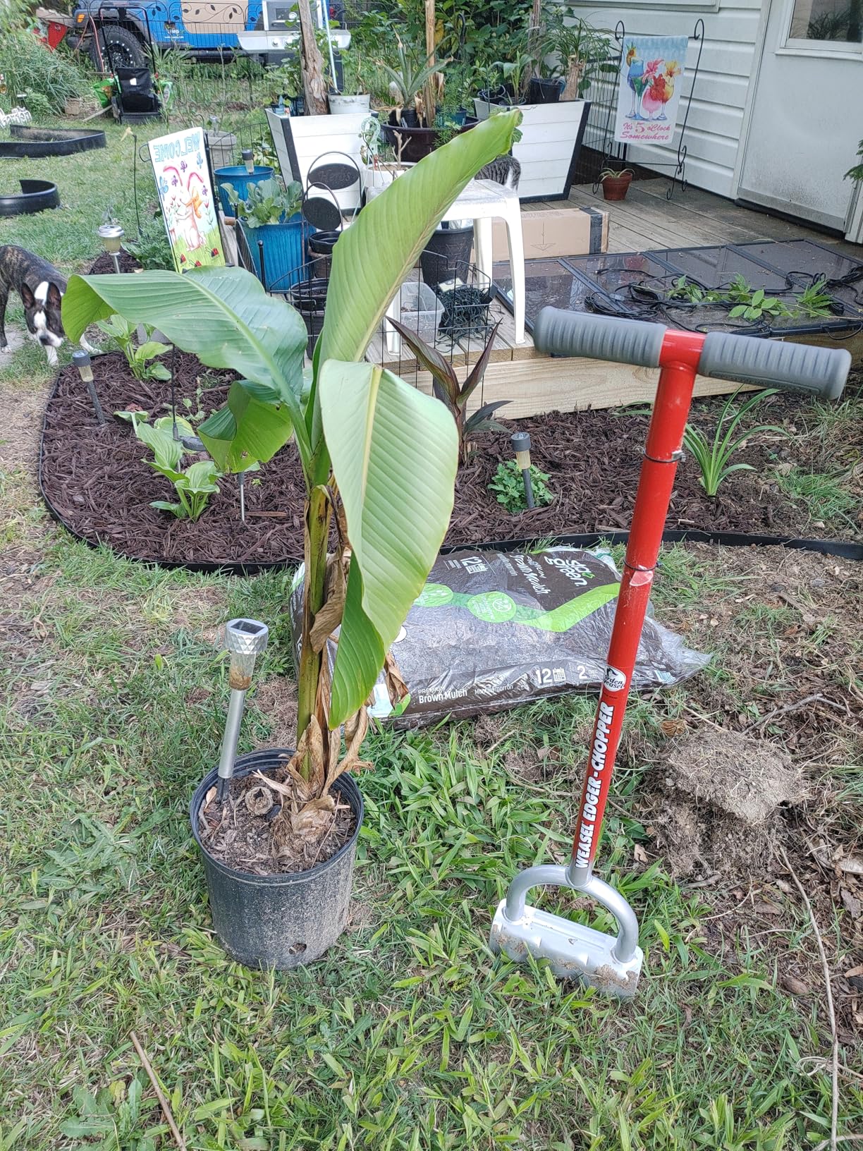 Garden Weasel Edger-Chopper Manual Lawn Edger Tool - Sod Cutter and Trenching Shovel for Clean Garden Borders - Ergonomic Handle and Carbon Steel Blade Latest Model 91714-3 customer photo 1