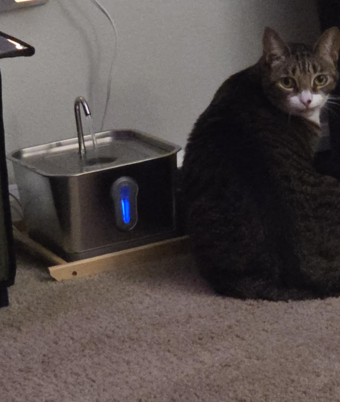 Amunrbrek Smart Cat Water Fountain with App, 3.5L Stainless Steel Gravity Pet Water Dispenser, Silent Pump, Low Water Alert & Drinking Tracking customer photo 1