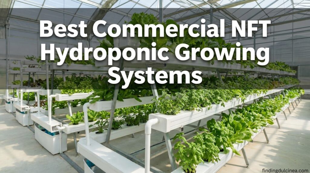 Current image: Best Commercial NFT Hydroponic Growing Systems
