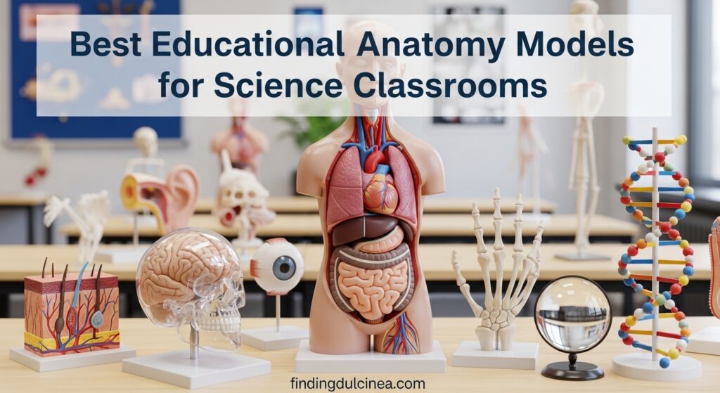Current image: Best Educational Anatomy Models for Science Classrooms