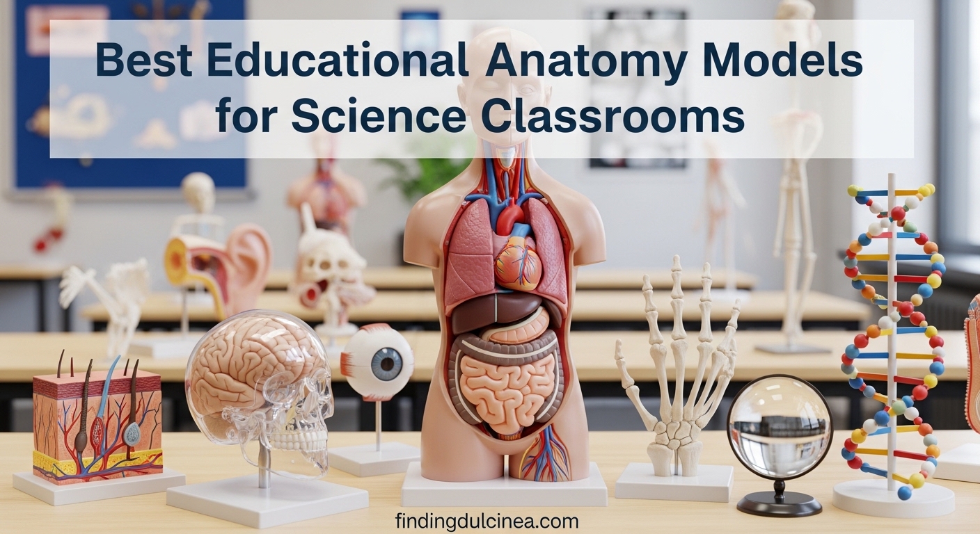Best Educational Anatomy Models for Science Classrooms
