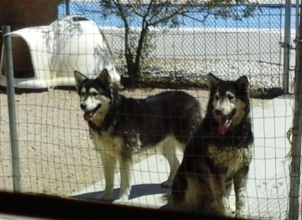 Petmate Large Dog House Outdoor Weatherproof - Indigo Igloo Dog House, Made in USA, for Large Dogs 50 to 90 pounds, TAUPE/BLACK customer photo 2